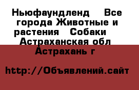 Ньюфаундленд  - Все города Животные и растения » Собаки   . Астраханская обл.,Астрахань г.